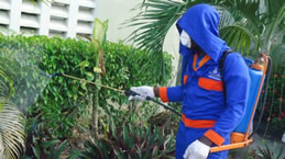 fumigacion de insectos